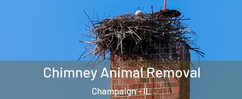  Chimney Animal Removal Champaign - IL