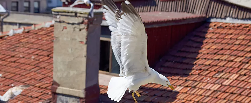 Residential Chimney Animal Removal Solution in Champaign, IL